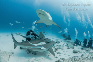 Sharks Rounding Divers, Playa del Carmen México by Alejandro Topete 